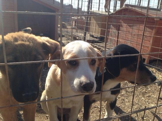 Фонд «Вольное Дело» открыл первый в Сочи приют для собак