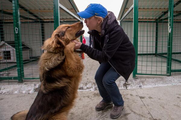 Over 200 Sochi strays move into new kennels in PovoDog shelter 