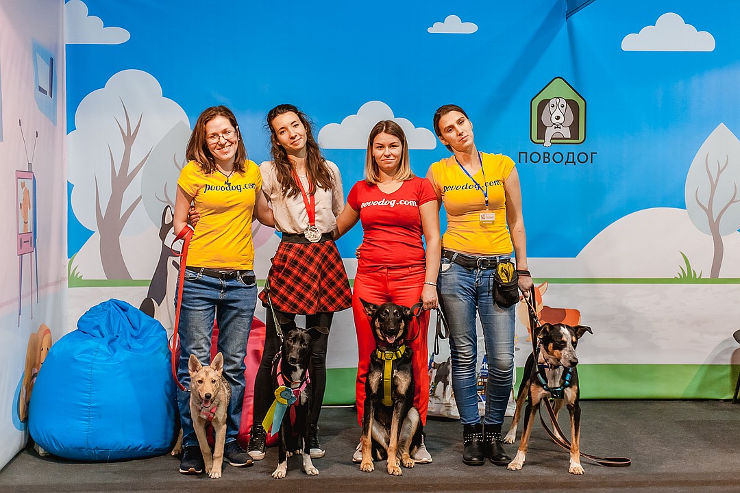 Собаки из приюта победили в кинологических соревнованиях в Красноярске