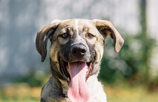 Volnoe Delo Foundation opens four new dog shelters