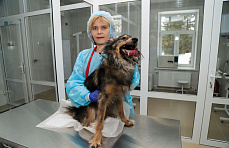 Фонд «Вольное Дело» открыл в Свердловской области ветеринарный центр